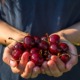 Kirschen und Vitamine. Hände voller reifer Kirschen.