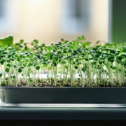 Frische, grüne Microgreens in einem weißen Anzuchtbehälter auf einer Fensterbank, im Tageslicht wachsend, mit einem Topf voller Kräuter im Hintergrund.