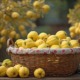 Korb mit frisch geernteten gelben Quitten, umgeben von einem Quittenbaum mit reifen Früchten im Hintergrund.