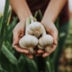 Hände halten frisch geernteten Knoblauch mit grünen Stielen in einem Garten.