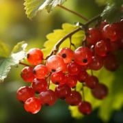 honigmelone nährwerte,kalorie honigmelone,nährwert honigmelone,kcal honigmelone,honig melone gesund,Nährwerte der Honigmelone,vitamine honigmelone,honigmelone vitamine