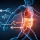 Digitale Darstellung eines laufenden menschlichen Körpers mit hervorgehobenen inneren Organen wie Lunge und Verdauungstrakt, symbolisch für aktiven Stoffwechsel und Fettverbrennung